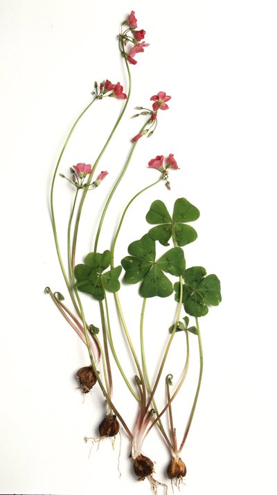 Oxalis tetraphylla / Oxalis deppei / Oxalid of Deppe af Unbekannt