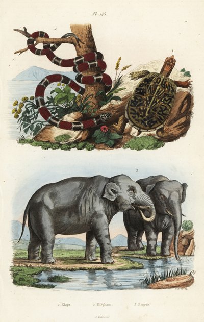 Malet koralslange, Micrurus corallinus 1, indisk elefant, Elephas maximus indicus 2 og almindelig æskeskildpadde, Terrapene carolina 3 af Unbekannt