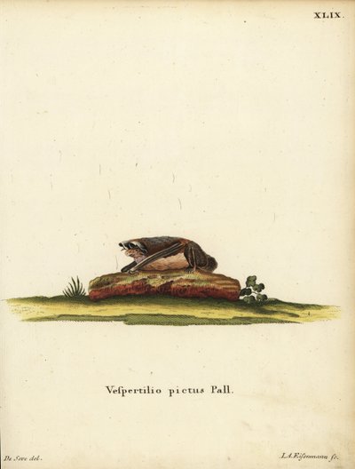 Malet uldflagermus, Kerivoula picta. Vespertilio pictus Linn. Håndkoloreret kobberstik af Jakob Andreas Eisenmann efter en illustration af Jacques de Seve. fra Johann Christian Daniel Schrebers Dyreillustrationer efter naturen eller Schrebers F af Unbekannter Künstler