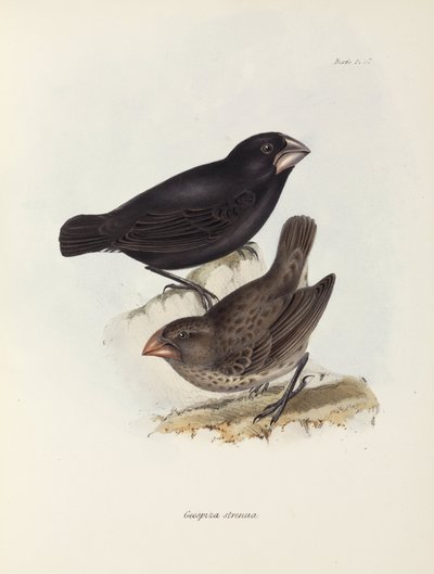 Finkepar, Galapagosøerne, c 1832-1836 af Unbekannt
