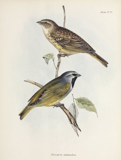 Par spurve eller finker, c 1832-1836 af Unbekannt