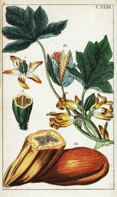 Papaya frugt, sektion, blomster og blade, Carica papaya. af Unbekannter Künstler