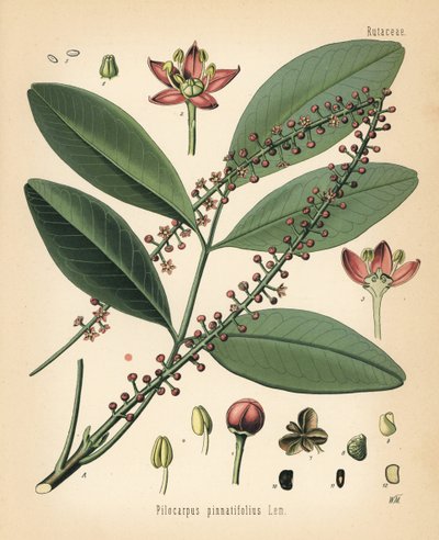 Paraguay jaborandi, Pilocarpus pennatifolius. Kromolitografi efter en botanisk illustration af Walther Muller fra Hermann Adolph Koehler
