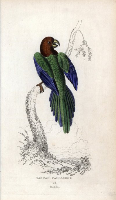 Parakit pumpadour, Prosopeia tabuensis. Psittacus tabuensis. Litografi af Joseph Kidd, baseret på en tegning af John Audubon, i Miscellany of Natural History: Parrots, Sir Thomas DiK Lauder and Captain Thomas Brown, udgivet i Edinburgh, Skotland, i 183 af Unbekannter Künstler
