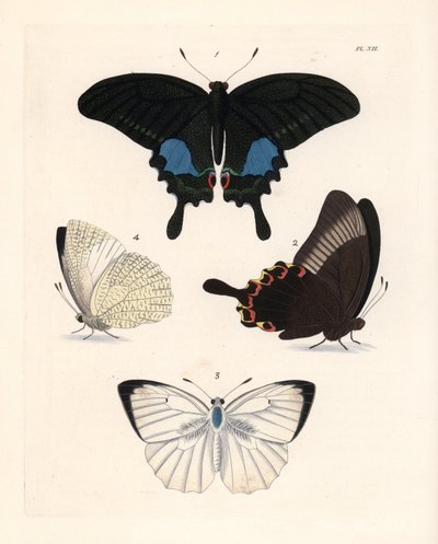 Pariserpåfugleøje, Papilio paris 1,2, og plettet emigrant, Catopsilia pyranthe 3.4. Håndkoloreret litografi fra John O. Westwoods nye udgave af Dru Drury