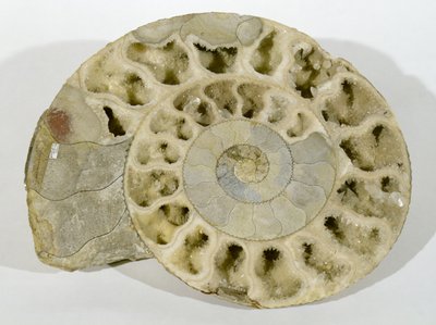 Parkinsonia (Ammonit) fundet i Dorset, Mellem Jurassic Periode af Unbekannt