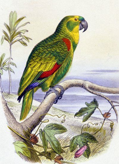 Papegøje med blåt forhoved, ca. 1850 (kobberstik) af Unbekannter Künstler