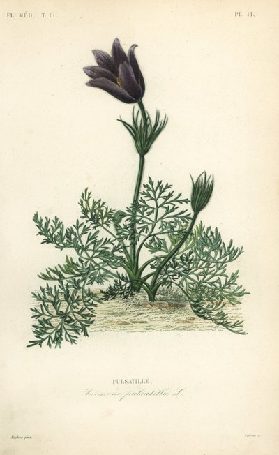 Pasqueflower eller danskerblod, Anemone pulsatilla, Pulsatille af Unbekannt