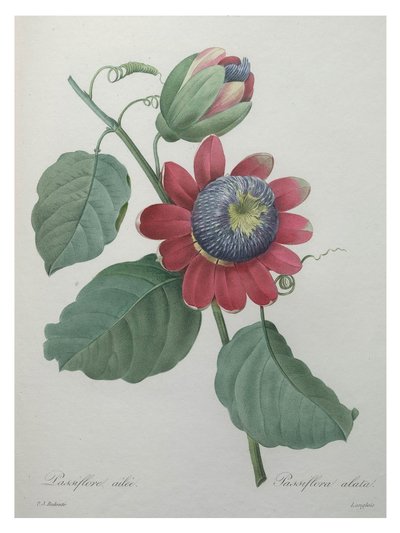 Passionsblomst af Unbekannt