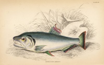 Payara, Hydrolycus armatus (stærktandet hydrocyon, Hydrocyon armatus). Håndkoloreret stålstik af W.H. Lizars efter en illustration af James Stewart fra Robert Schomburgs Fishes of Guiana, en del af Sir William Jardines Naturalist