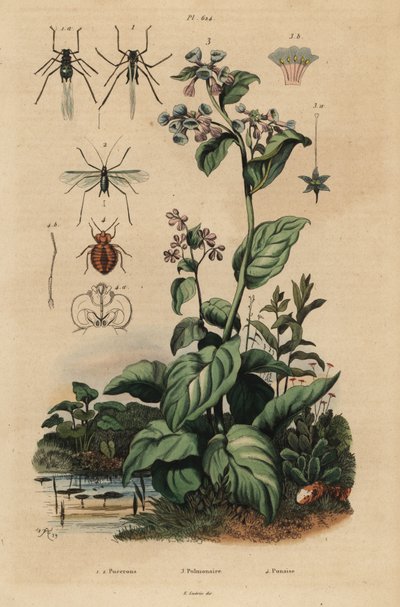 Ferskenbladlus, Myzus persicae 1, rosenbladlus, Macrosiphum rose 2, Virginia blåklokker, Mertensia pulmonarioides 3 og væggelus, Cimex lectularius 4 af Unbekannt