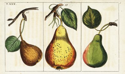 Pear varieties, Pyrus communis. af Unbekannter Künstler