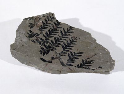 Pecopteris (Gymnosperm Frond) fundet ved Camerton, Somerset, Upper Carboniferous Period (foto) af Unbekannt
