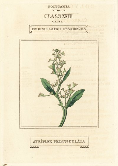 Stielblättriger Meersalzstrauch, Atriplex pedunculata. Handkolorierter Kupferstich nach einer Illustration von Richard Duppa aus seinem The Clours and Orders of the Linnaean System of Botany, Longman, Hurst, London von Unbekannter Künstler