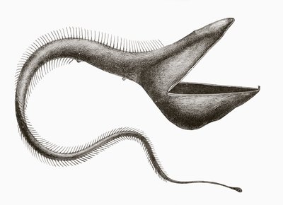 Pelican Eel eller Eurypharynx pelecanoides, en dybhavsfisk, der sjældent ses af mennesker, fra 