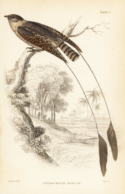 Pennant-winged nightjar, Macrodipteryx vexillarius (Macrodipteryx africanus). Håndkoloreret stålstik af William Lizars efter William Swainson fra Sir William Jardine