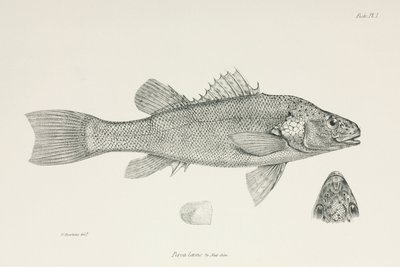 Aborre, c 1832-1836 af Unbekannt