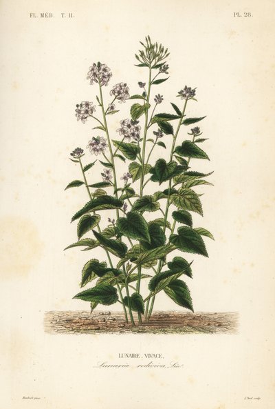 Flerårig ærlighed, Lunaria rediviva, Lunaire vivace af Unbekannt