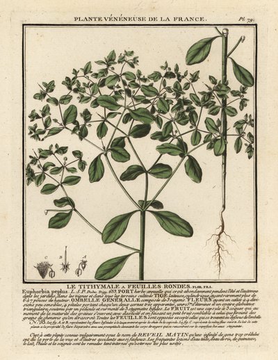 Petty spurge, Euphorbia peplus. af Unbekannter Künstler