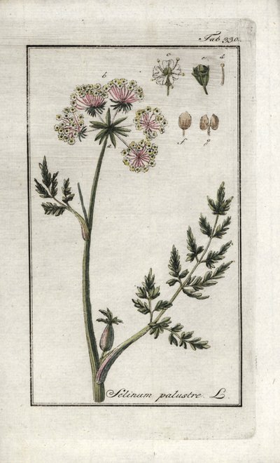 Peucedan-sump eller sump-persille (Selinum-sump). Litografi fra "Afbeelding der Artseny-Gewassen" af Johannes Zorn (1739-1799), Holland af Unbekannter Künstler