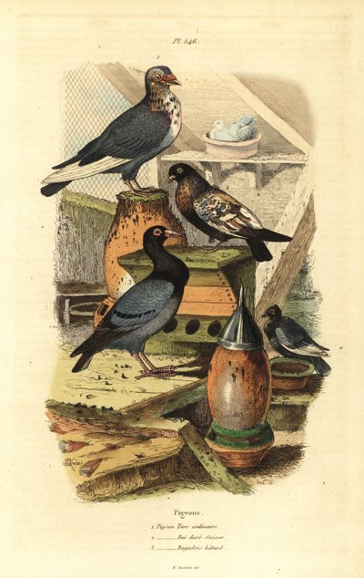 Due Columba livia racer: Almindelig tyrkisk due, Swiss Golden Bay, Bastard Bagadais af Unbekannt