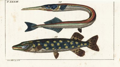 Gedde (eller nordlig gedde) - Orphia - Nordlig gedde, Esox lucius 117, og havål eller hornfisk, Belone belone 118. Håndkoloreret kobberstik efter Jacob Nilson fra Gottlieb Tobias Wilhelm