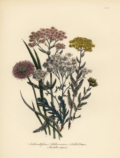 Rosa blomstret milturt, Achillea milfolium, gylden røllike, Achillea tomentosa, Clavenas sølvbladede milturt, Achillea clavenae, og tuet marhallia, Marshallia caespitosa. Håndlavet chromolitografi af Henry Noel Humphreys efter en illustration af af Unbekannter Künstler