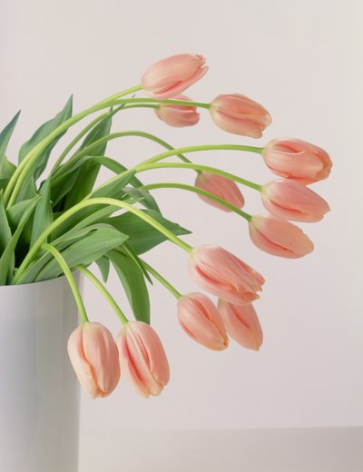 Pink tulipaner af Unbekannter Künstler
