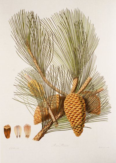 Pinus pinaster/Sea Pine/Maritime Pine af Unbekannt