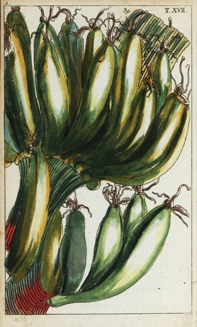 Plantains, Musa x paradisiaca. af Unbekannter Künstler