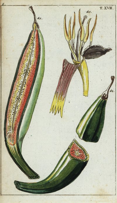 Plantains, Musa x paradisiaca. af Unbekannter Künstler