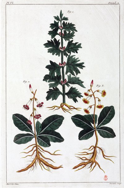 Lægeplanter, Kina af Unbekannt