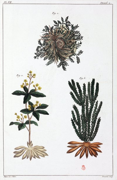 Lægeplanter, Kina af Unbekannt