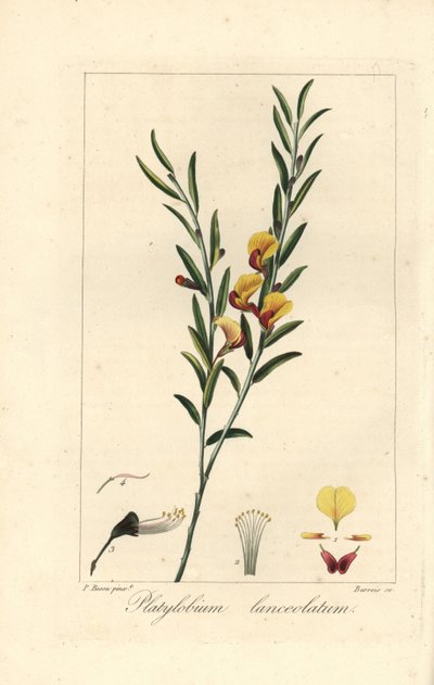 Platylobium lanceolatum, hjemmehørende i Australien. Håndkoloreret prikstik på kobber af Barrois efter en botanisk illustration af Pancrace Bessa fra Mordant de Launays "Herbier General de l