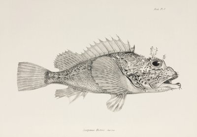 Spiller scorpionfish, c 1832-1836 af Unbekannter Künstler