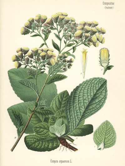 Plovmandens spikenard, Inula conyza (Conyza squarrosa). Kromolitografi efter en botanisk illustration fra Hermann Adolph Koehler