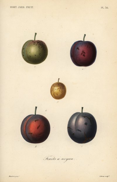 Blommer og svesker, Prunus domestica af Unbekannt