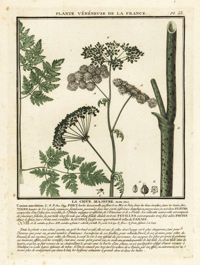 Gift hemlock, Conium maculatum. af Unbekannter Künstler