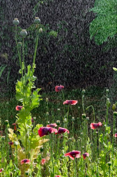 Valmue (Papaver somniferum) blomster og frøhoveder i sommerregn, Gower, South Wales (foto) af Unbekannter Künstler