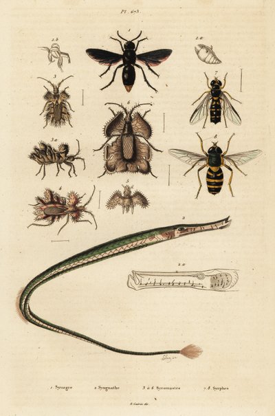 Potterhveps, pibefisk, guldæg og svirreflue., 1834-1839 (gravering) af Unbekannter Künstler