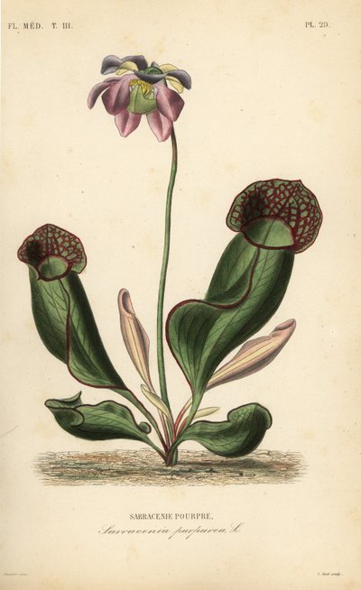 Lilla kandeplante eller sidesadelblomst, Sarracenia purpurea, Sarracenie pourpre af Unbekannt