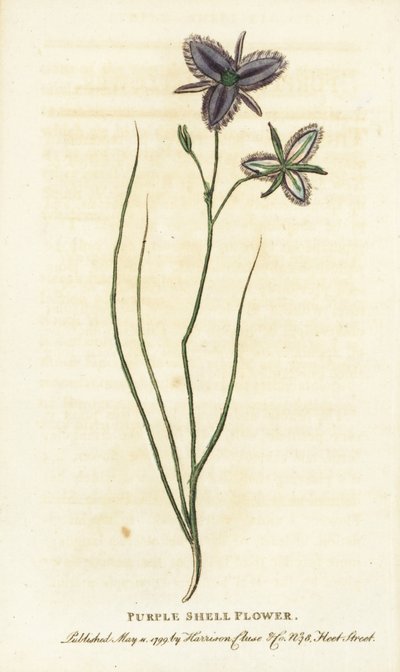 Lilla skalblomst fra New South Wales, Australien. Måske en fantasifuld blomst fremstillet af en kunstig blomsterhandler Håndkoloreret kobberstik fra "The Naturalist
