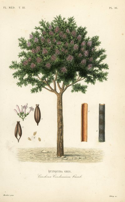 Kinin- eller cinchonabark, Cinchona officinalis, Cinchona condaminea, Quinquina grå af Unbekannt