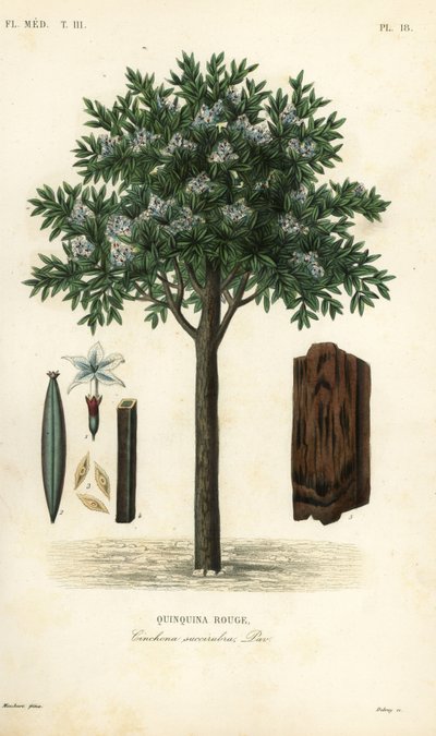 Kinintræ, ted cinchona eller quina, Cinchona pubescens, Cinchona succirubra, Quinquina rouge af Unbekannt