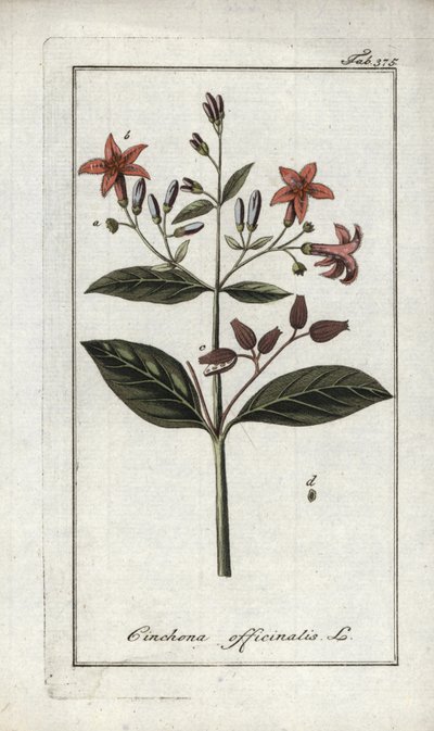 Quinquina (Cinchona officinalis). Litografi fra "Afbeelding der Artseny-Gewassen" af Johannes Zorn (1739-1799), Holland af Unbekannter Künstler