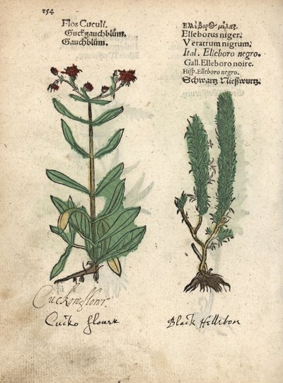 Ragged Robin, Lychnis flos-cuculi, og sort falsk hellebore, Veratrum nigrum. Håndkoloreret træsnit af en botanisk illustration fra Adam Lonicers Krauterbuch, or Herbal, Frankfurt af Unbekannter Künstler