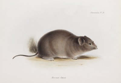 Rotte, c 1832-1836 af Unbekannter Künstler