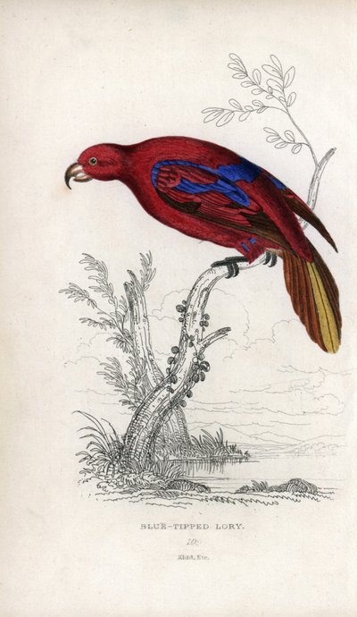 Rød lori, Eos rubra. Psittacus caeruleatus. Litografi af Joseph Kidd, baseret på en tegning af John Audubon, i Miscellany of Natural History: Parrots, Sir Thomas DiK Lauder and Captain Thomas Brown, udgivet i Edinburgh, Skotland, i 1833. af Unbekannter Künstler