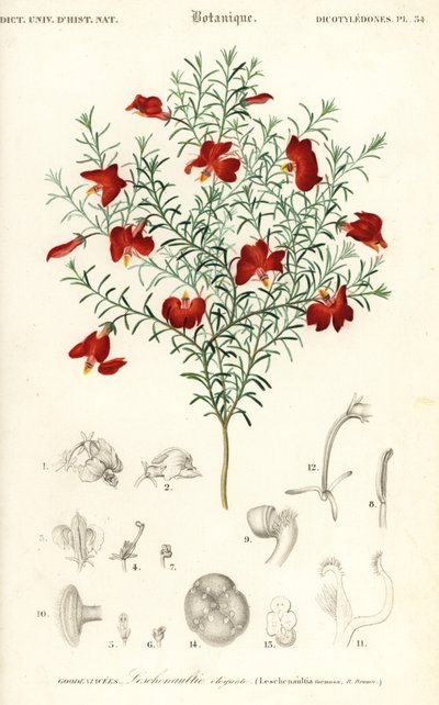 Rød leschenaultia, Leschenaultia formosa., 1849 (gravering) af Unbekannter Künstler