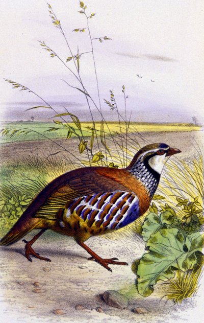 Rød agerhøne, ca. 1850 (litografi) af Unbekannter Künstler